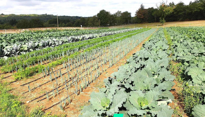 La tomate écarlate - 87310 Cognac-La-Forêt