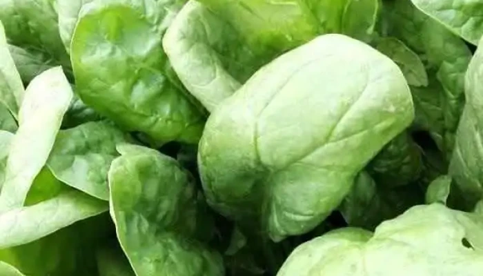 Sas Vie Veg - Hombleux